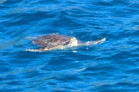 Review img # 22 of the yacht TORTUGA