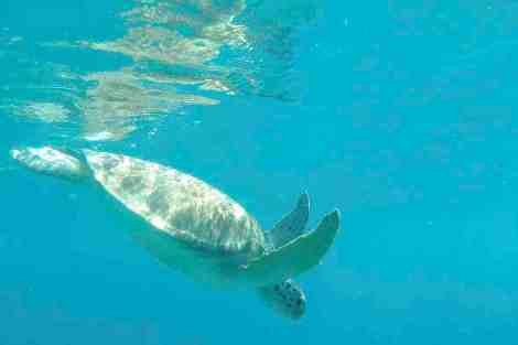 Review img # 16 of the yacht TORTUGA
